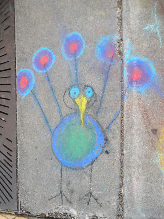 Chalk Art Honorable Mention: Peacock
