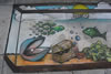 Chalk Art Aquarium by Ryan Sommer of Oakland